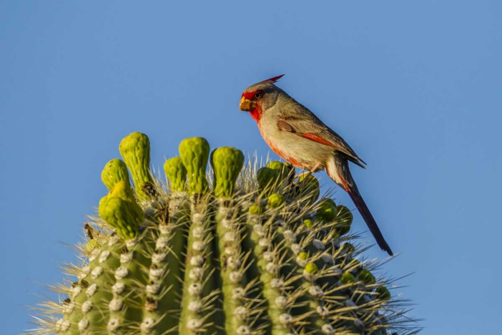 Arizona, Sonoran Desert Pyrrhuloxia on saguaro